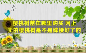 樱桃树苗在哪里购买 网上卖的樱桃树是不是嫁接好了的